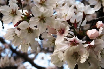 The fleeting beauty of the cherry blossoms