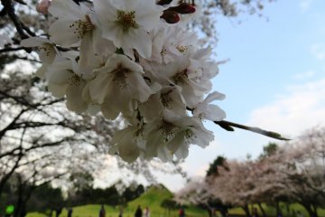Cherry blossoms and Mount Fuji