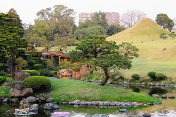 Bonsai like trees under the watchful eye of Mount Fuji