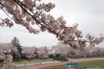 만발한 벚꽃