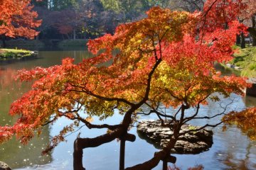 <p>Mapel Jepang bercabang di atas kolam</p>
