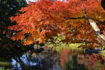 Lose Yourself in the Koishikawa Botanical Garden