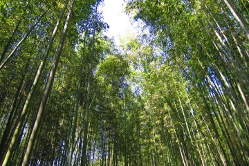 Une promenade à travers la forêt de bambous a le pouvoir d'apaiser