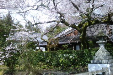 The cherry blossoms at Sannenzaka in Kyoto.