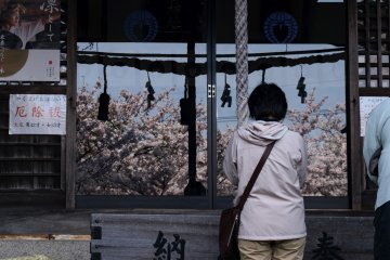 Cherry blossoms highlight the inner sanctuary