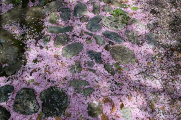 The path leading to the shrine is colored pink by fallen cherry blossoms
