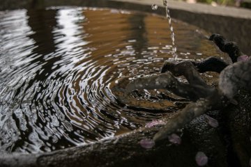 Flower petals floating on the surface of the washbin