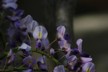 As the cherry blossoms fall, Japanese wisteria begins to bloom