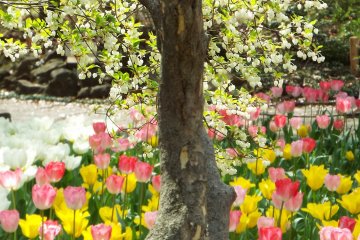  Yokohama Park - Near Japanese Garden