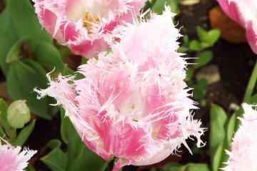  Yokohama Park - Pink