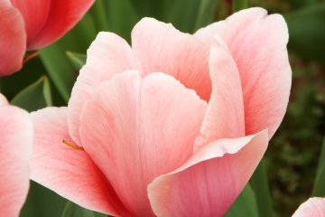  Yokohama Park - Pretty Pink