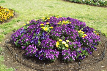 Yamashita Park - Lavender Color