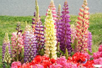 Yamashita Park - Multi Color