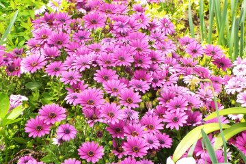 Yamashita Park - Purple