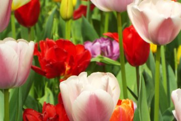 Yokohama Park - Close up Tulips