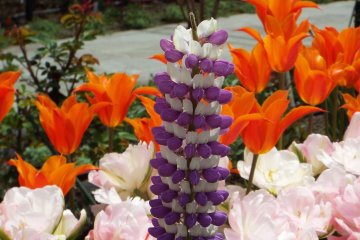 Harbor View Park - Mix of flowers