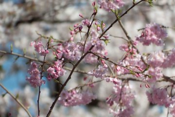 A close up reveals two constrasting colors highlighting the fact that there are many different kinds of Cherry Blossoms
