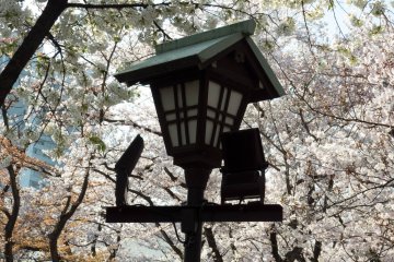 When walking around this complex many monuments and structures are covered in a sea of pink flowers