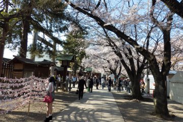 One of many long pathways located towards the backend of this shrine
