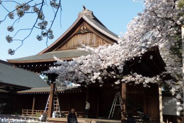 Amongst these many structures was this (performance stage) in amoungst the colorful Cherry Blosoms