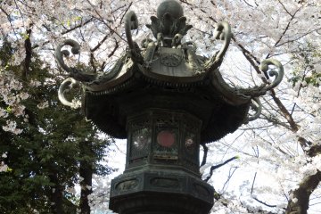 A metallic lantern in amoungst a sea of Cherry Blossoms 