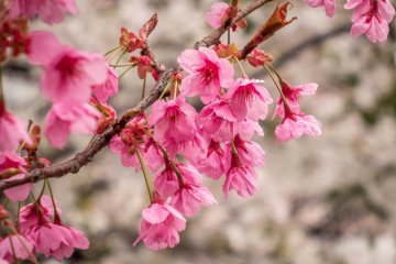 Selagi kebanyakan sakura berwarna merah muda, ada juga beberapa spesies yang memiliki warna jingga merona