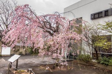 Pohon sakura penuh warna yang berlokasi di luar sebuah museum desain