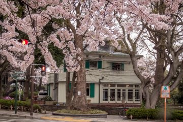 Terkenal karena memiliki banyak bangunan bergaya Eropa klasik, area ini benar-benar tampak hidup ketika musim sakura tiba