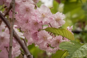 Warna merah muda lembut dari kelopak sakura terlihat sangat kontras di hadapan dedaunan hijau
