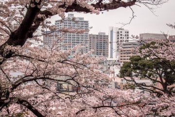 Pemandangan terakhir dari Kota Yokohama dengan warna merah muda cantik sebagai latar depan