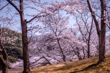 It is possible to see these colorful flowers from many places in amongst the trees 