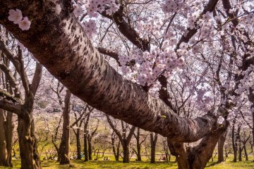 A forest canopy covered in a sea of pink cherry blossoms