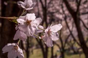 Whilst others were in full bloom