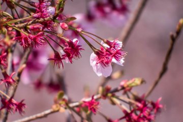 Some buds were still in the process of blooming