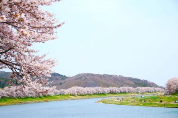 Bunga sakura terbawa aliran Sungai Shiroishi yang lembut
