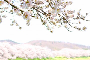 Tidak ada yang mengalahkan kecantikan mekarnya sakura