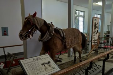 A stuffed horse in the museum