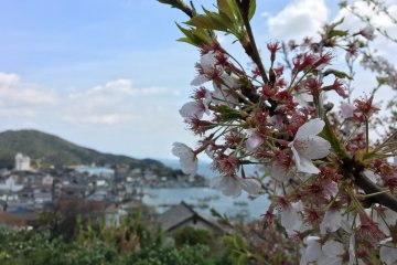 View with Sakura