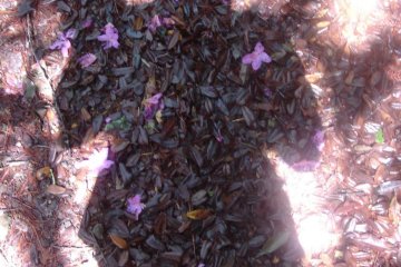 Shadow of a pilgrim