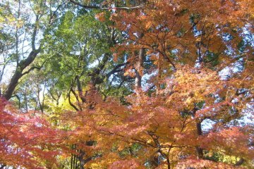 Red, gold and green: rastafarian colors in the park