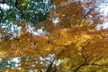 Every tree takes on a different blend of colors