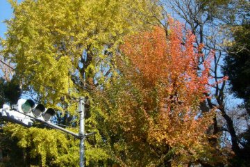 Some trees seem to change color all at once, some transition, with even individual leaves bearing a blend of colors