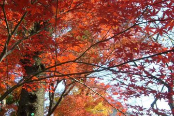 Some of the colors are strikingly vivid