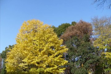 My three favorite colors, green, yellow and blue