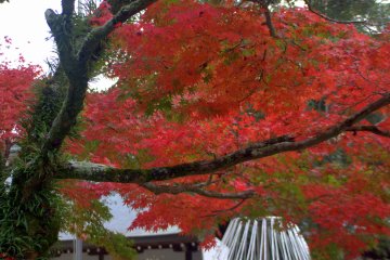 A fiery maple with bark covered in ferny leaves