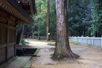 The wood of the shrine and the wood of the trees were both very earthy and beautiful
