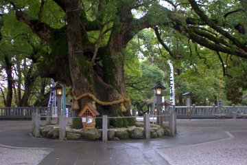 A sacred tree, Go-shinboku, lays between the long approach and the front entrance. The trunk is nearly 30 feet around and the tree is over 1000 years old!