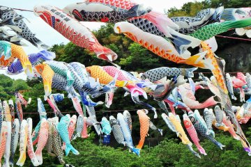 Around 1,200 carp-shaped wind socks brighten the sky.