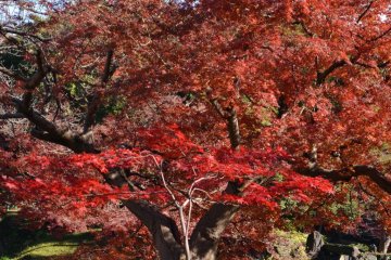 Fall leaves