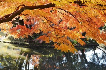 Golden shades of Autumn